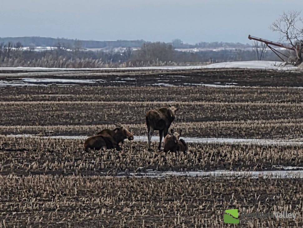 moose
